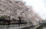 桜が咲きました！