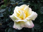 「ピース…平和」を願う薔薇の花