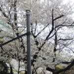 花冷え（はなびえ）
