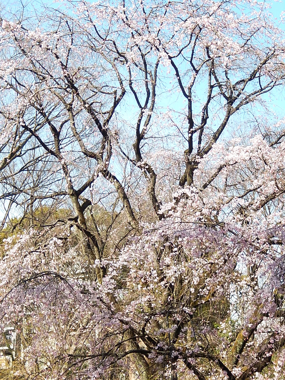 桜、咲きました！