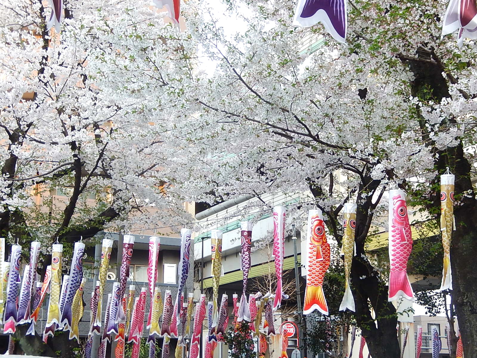 桜と鯉のぼり