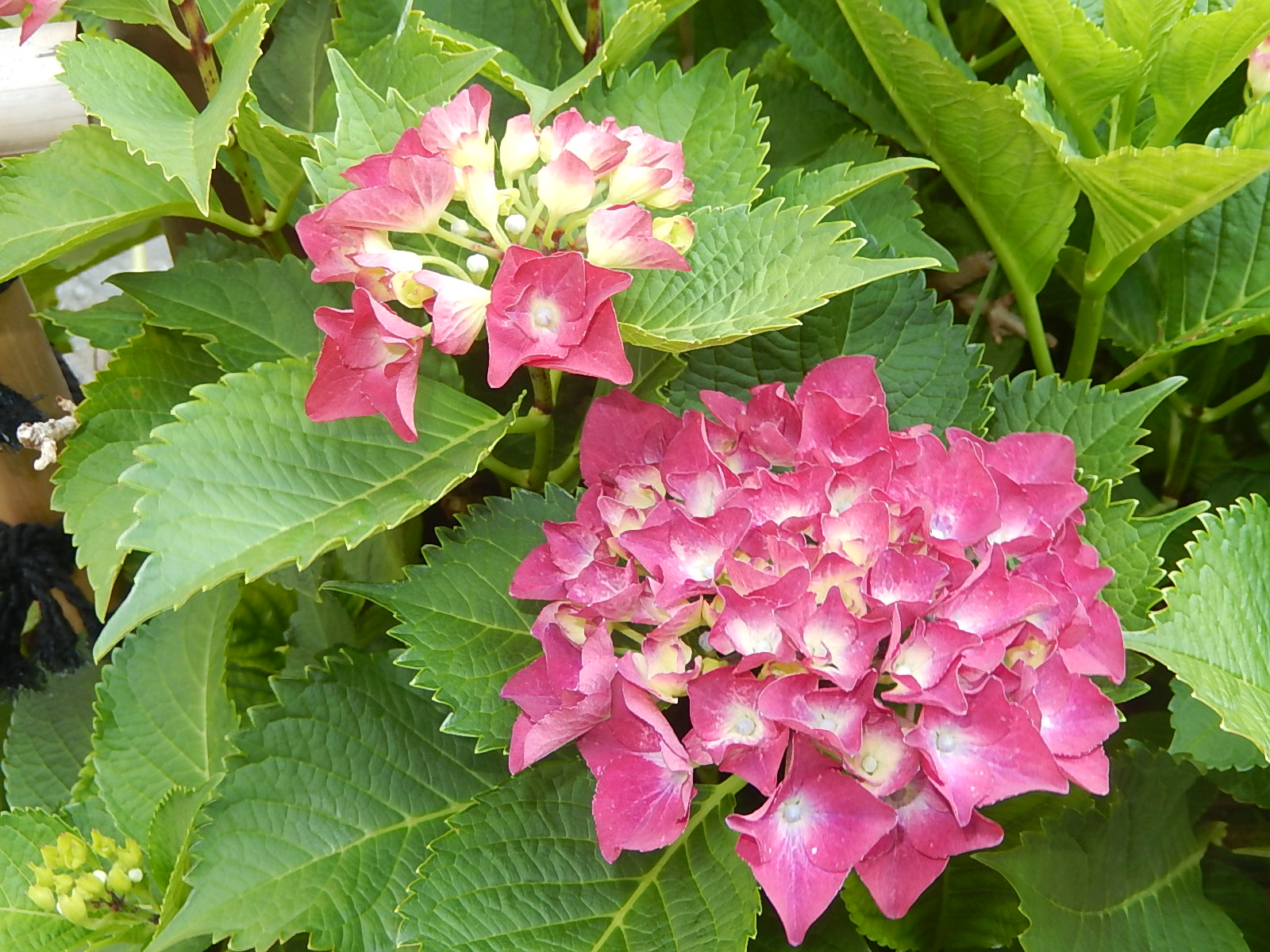 紫陽花