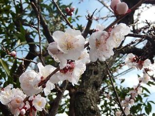 一輪の花の力を信じて・・・