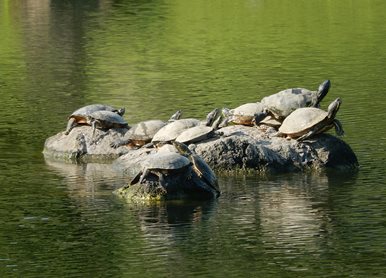 のんびり・・・亀の甲羅干し