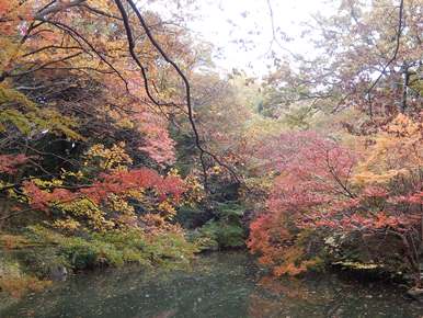 美しい紅葉を求めて・・・