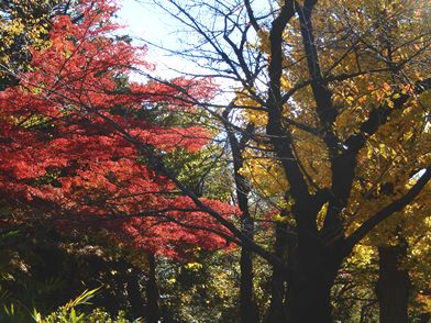 幸せな秋色のひと時・・・