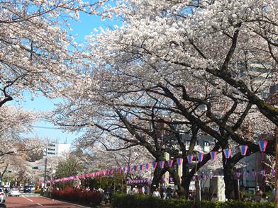 待ち焦がれた桜の開花