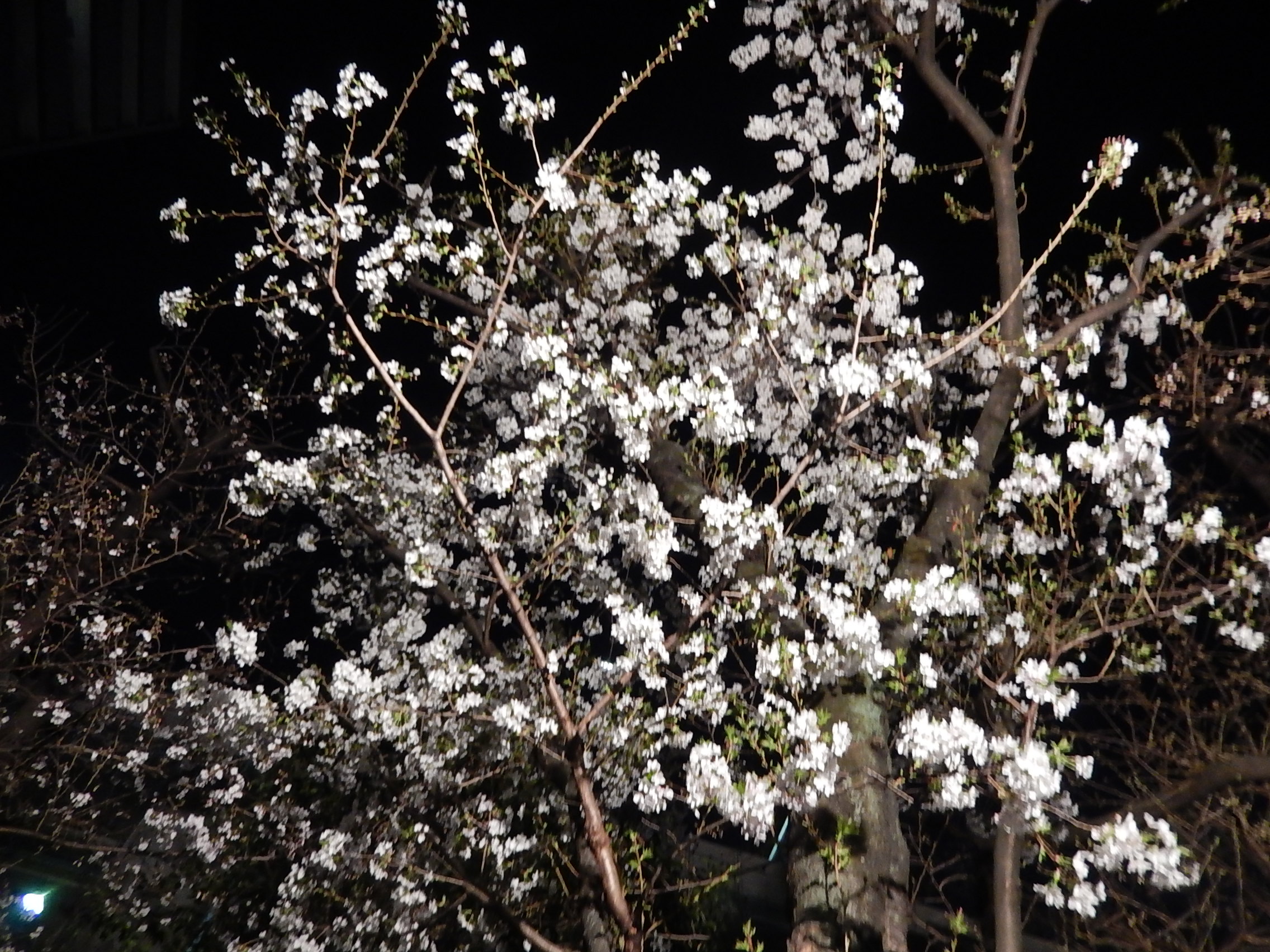 ひっそりと・・・花開く