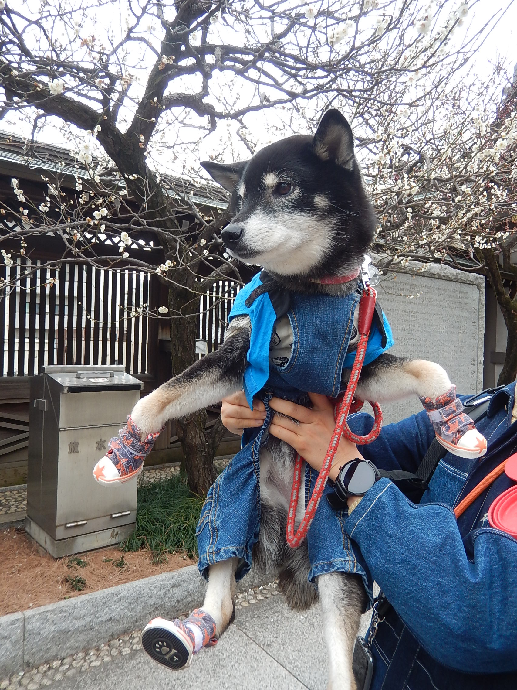 梅の花より、小梅ちゃん？