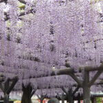 藤の花