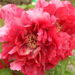百花王