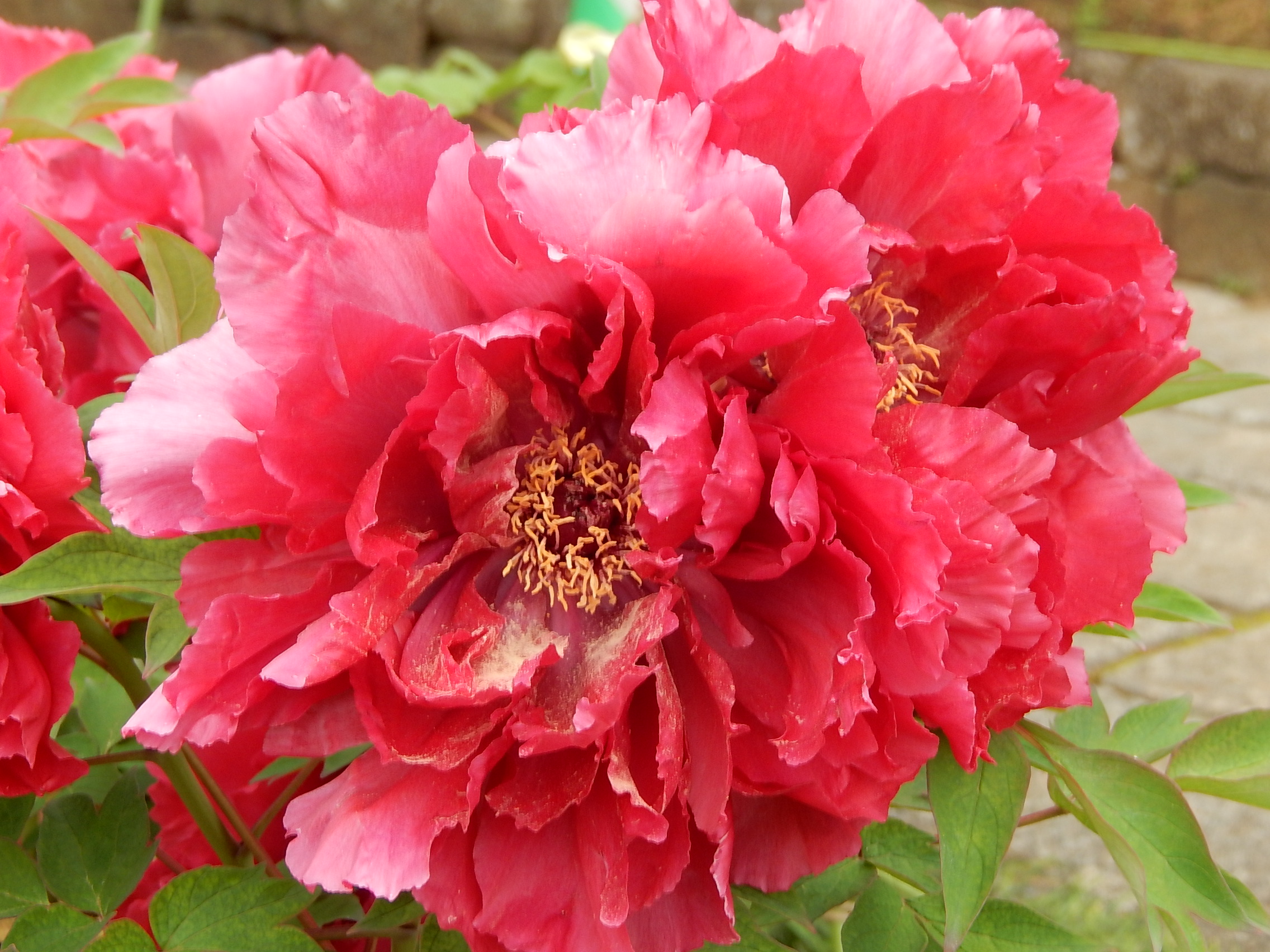 百花王