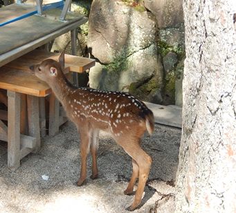 建築のあれこれ「将来を考えての家づくり（５）」