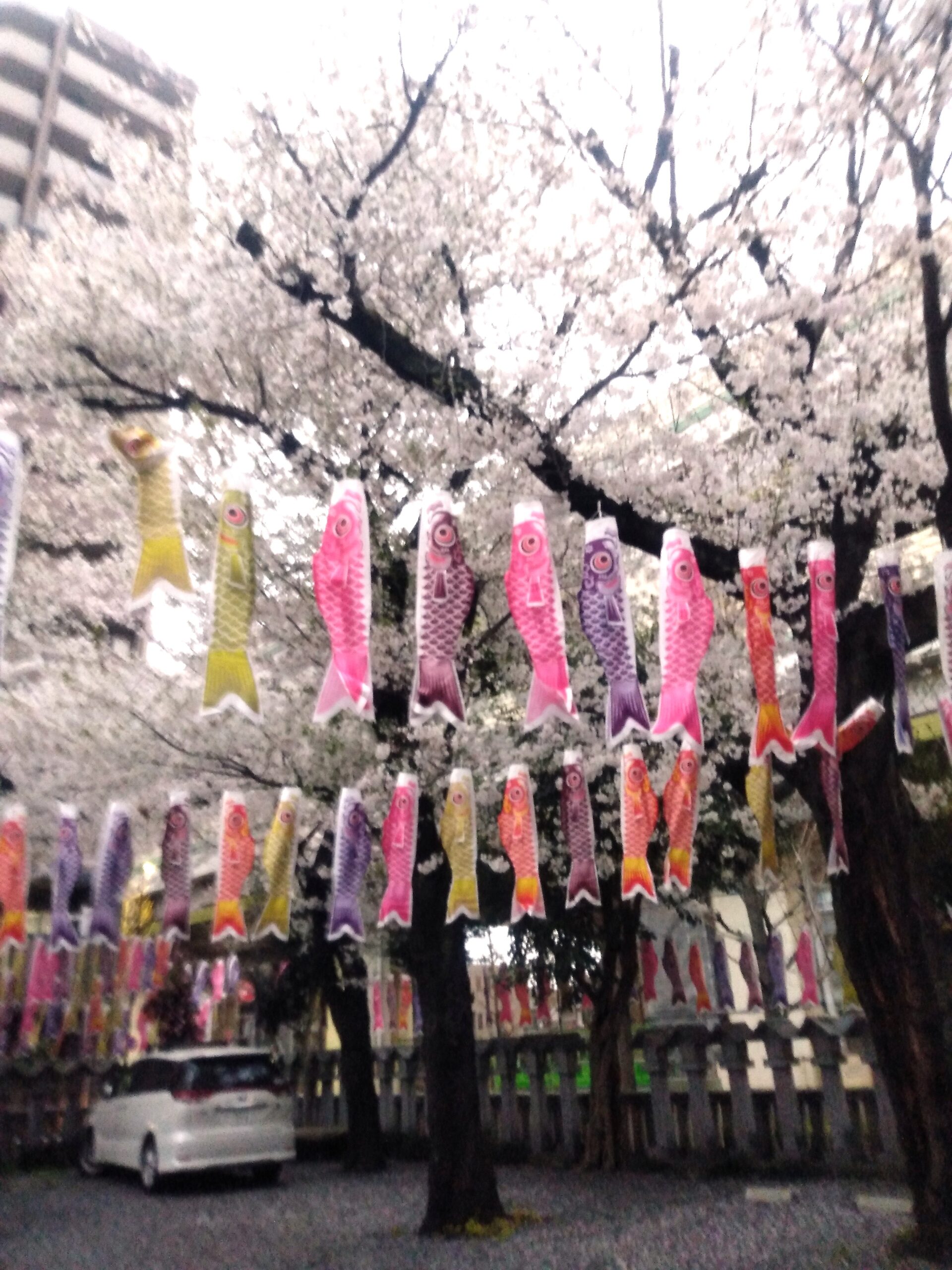 桜と鯉のぼりの競演