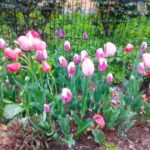 チューリップの花