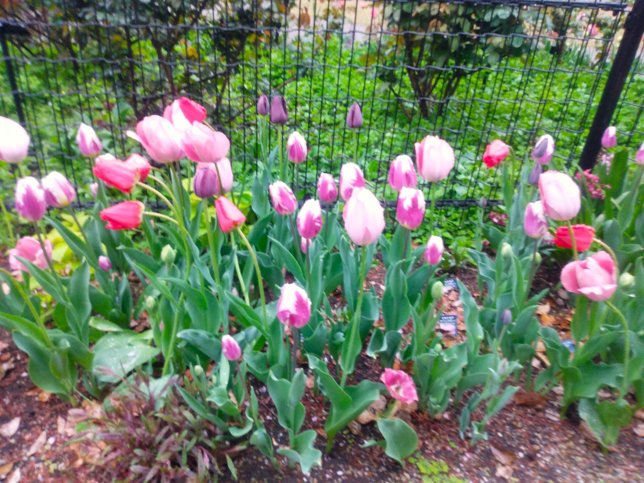 チューリップの花