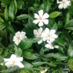 くちなしの花