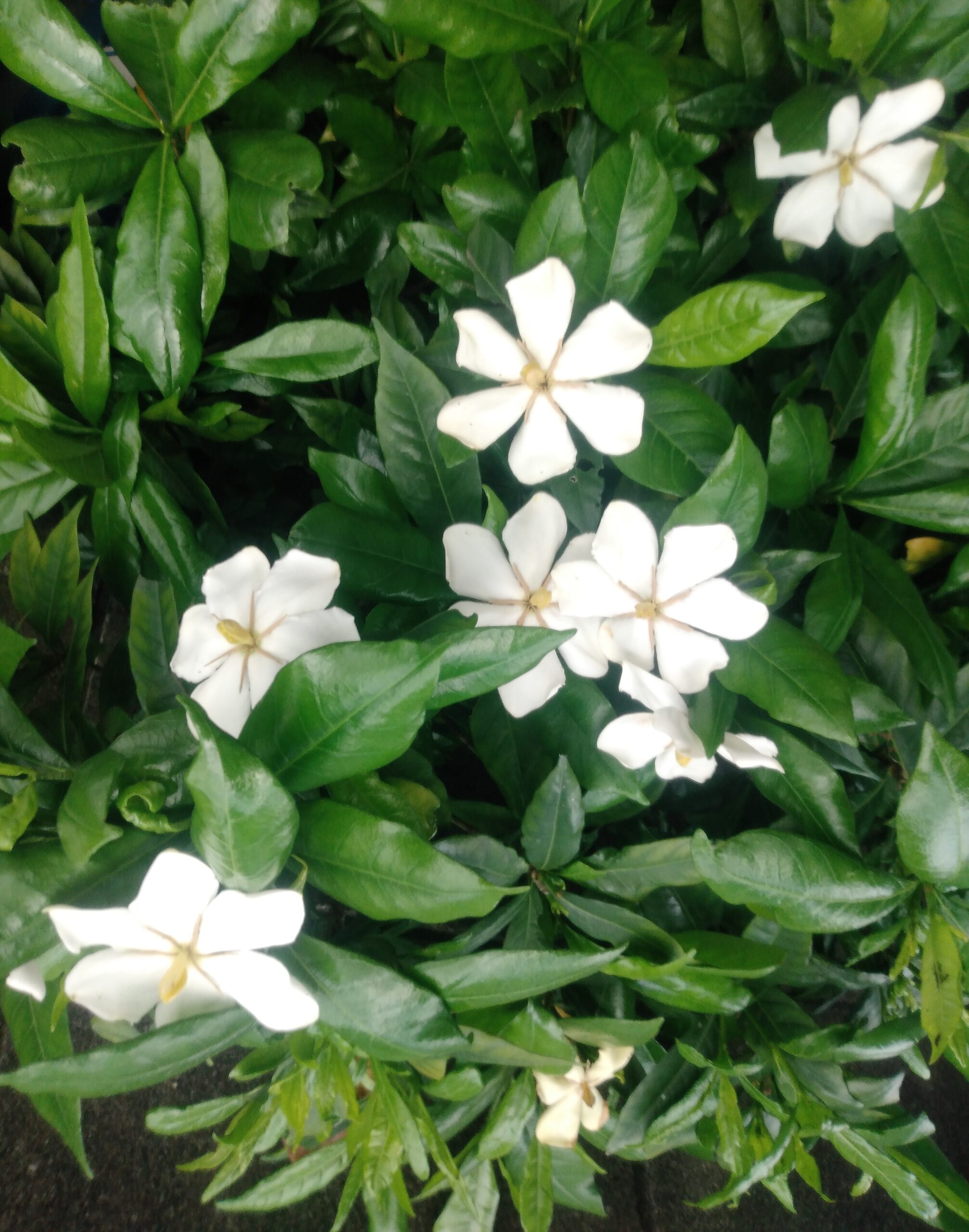 くちなしの花