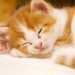 春眠暁を覚えず・・・