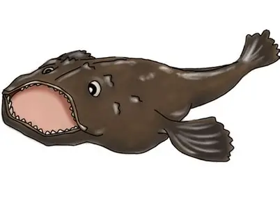 鮟鱇（あんこう）