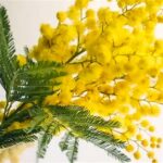 女性を称える「ミモザの日」