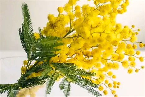 女性を称える「ミモザの日」