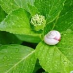 走り梅雨