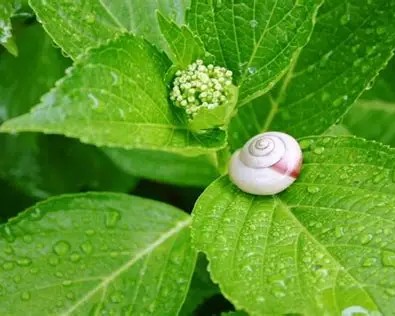 走り梅雨