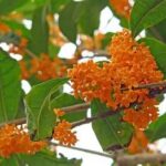 金木犀（きんもくせい）