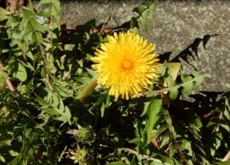 幸福を運ぶ「たんぽぽの花」