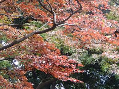 山粧（よそお）う